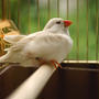 大腿骨骨折か？／錦華鳥のぴーこちゃん病院に走る。