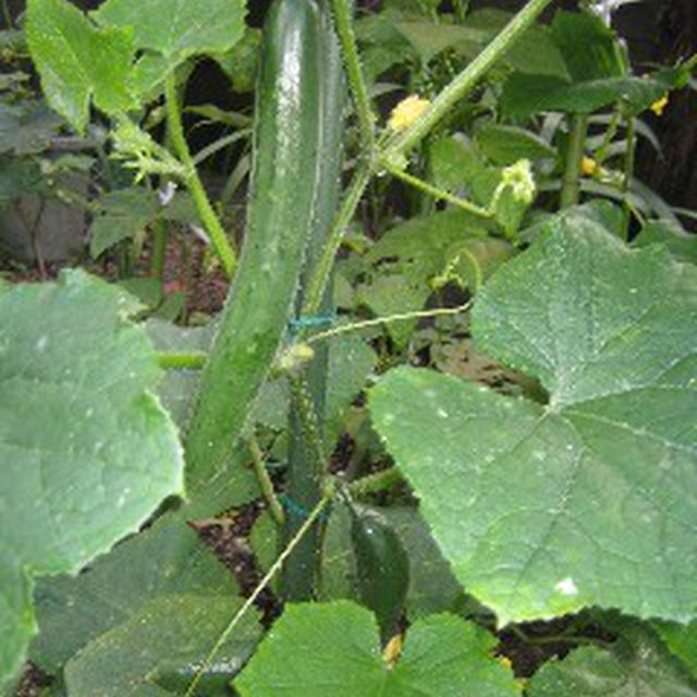 収穫野菜