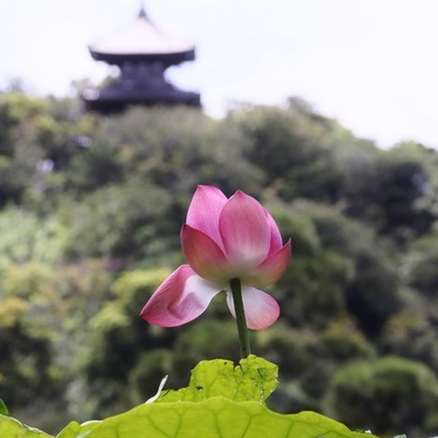 8月の三渓園