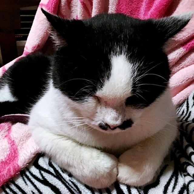 ミーさんの赤ちゃん返り