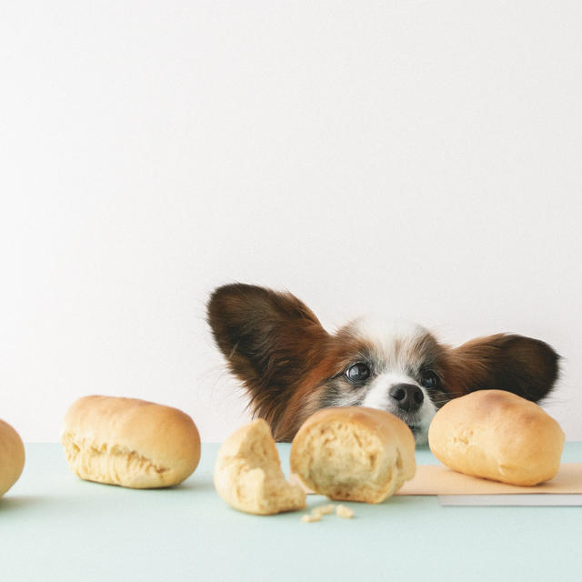 発酵いらずの犬用コッペパンを作ってみました。