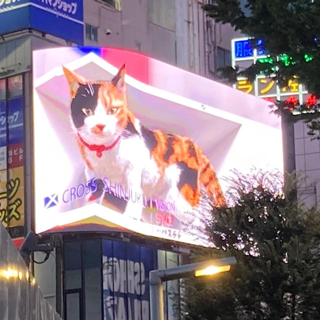 飛び出す猫