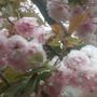 色薄めの八重桜