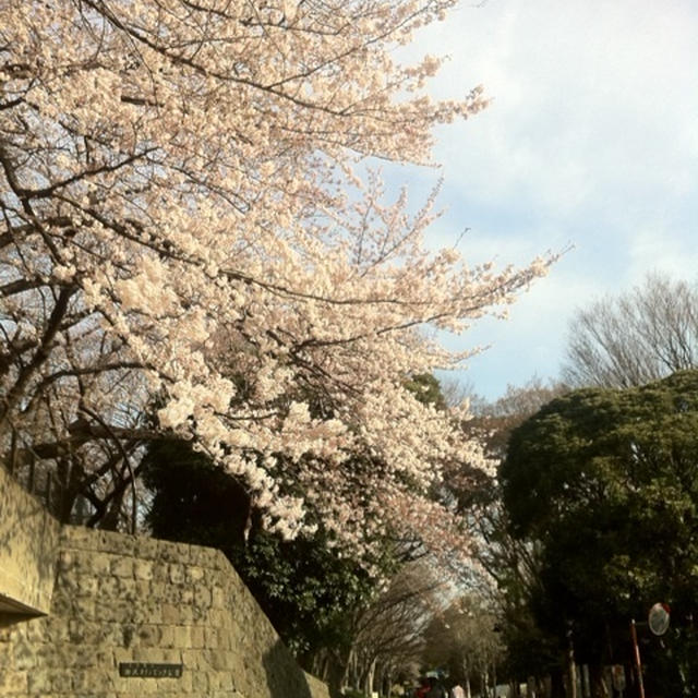 桜。