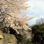 桜。