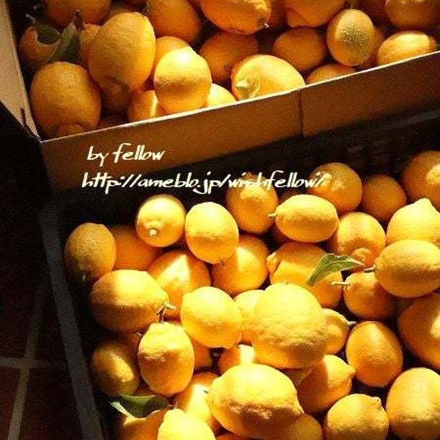 ◆庭のレモンを収穫したよ♪