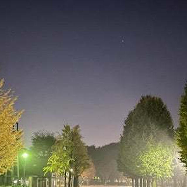 夜のお散歩「霧の公園で♪」