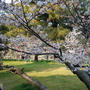 和歌山城内の桜?