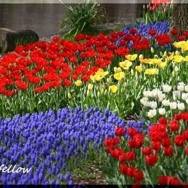 ◆昭和記念公園の桜と花♪