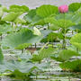 阿賀野市瓢湖にヨシゴイがいました。ラッキーでした。