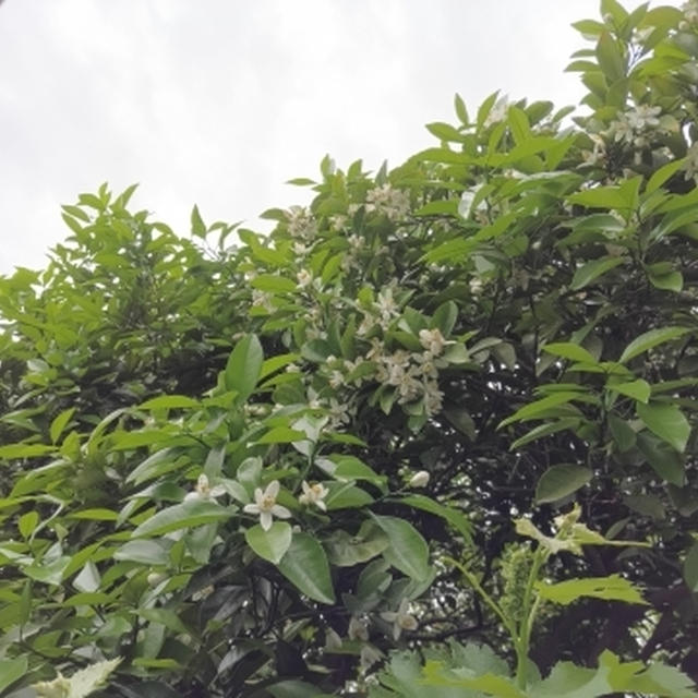 甘夏の花が咲いている・・・。