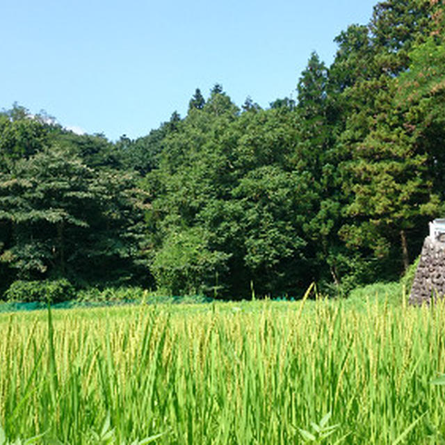 kakapo 企画展ありがとうございました。