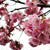 やすらぎ提？桜　＜葱をじっくり炒めた餃子＞
