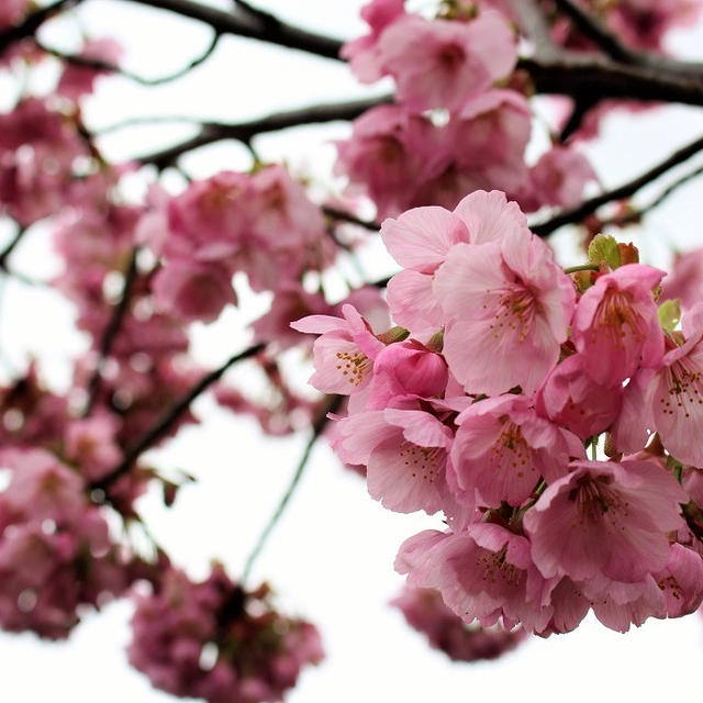 やすらぎ提？桜　＜葱をじっくり炒めた餃子＞