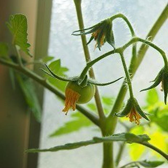 ■メニュー■鯛のお頭の煮付、ツナジャガ、枝豆、茸のオイル煮とオクラのマリネ、赤飯＊６月５日