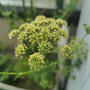 パセリの花？