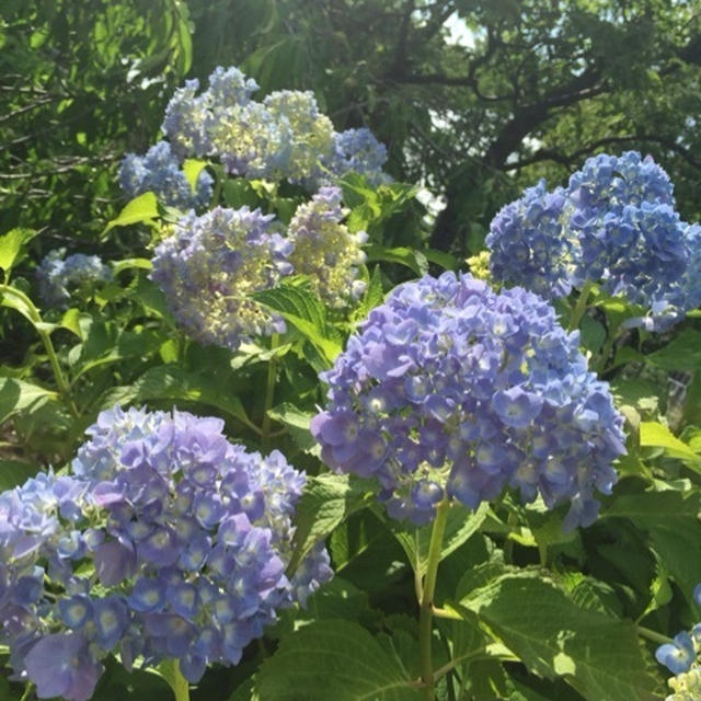 【募集】大人ピクニック夏前のラストチャンスです