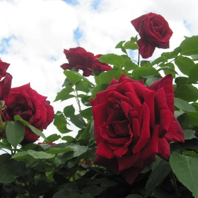薔薇の香りに包まれて
