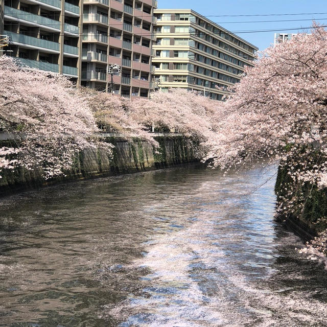 目黒川のさくら情報 五反田から中目黒まで目黒川ウォーキング　目黒雅叙園と大円寺