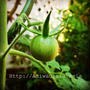【Instagram】庭で自生したミニトマトに実がついた#ミニトマト #自生 #実がなった