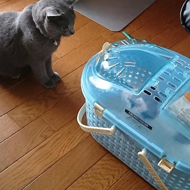 【小梅・さくら・桃之介通信】桃之助を小梅とさくらに慣らす（1）