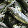 最近、魚づくし♪(*^_^*)
