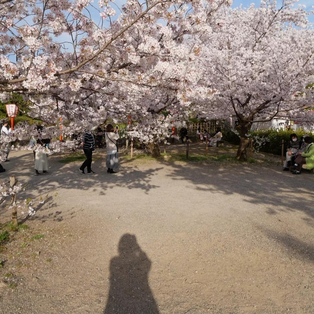 円山公園の桜