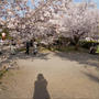 円山公園の桜