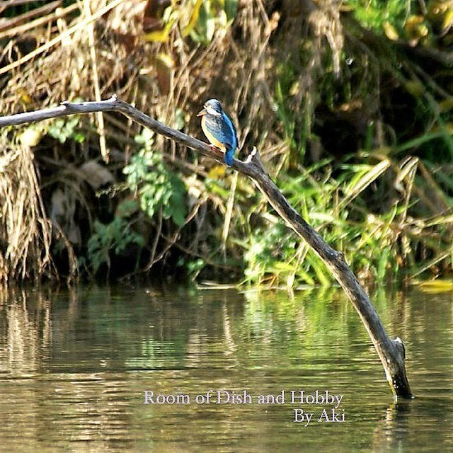 ■野鳥【可愛いぃ~野鳥たちです＾０＾】