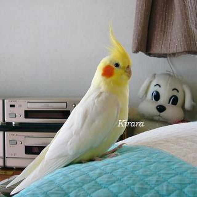 「今日のイチオシ！レシピ」に載っちゃた　ヽ(^◇^*)/ ﾜｰｲ