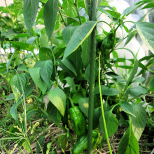 我が家の畑で育つ色鮮やかな夏野菜たち