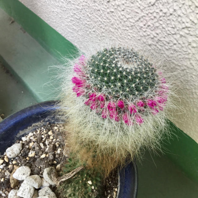 けなげなサボテン
