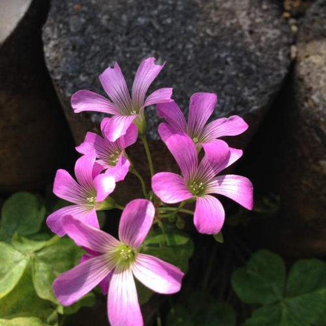 母の庭の花たち　＆　父の菜園の野菜中心の夕食