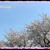 息子たちとお花見・・・桜・さくら・サクラ♡