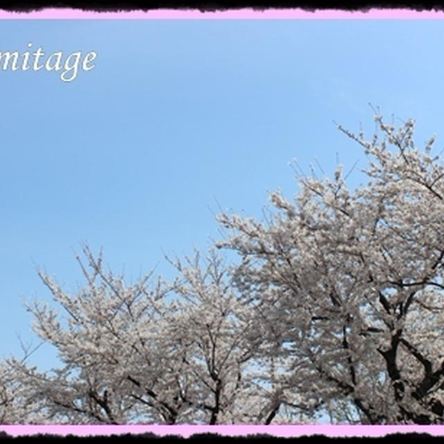 息子たちとお花見・・・桜・さくら・サクラ♡