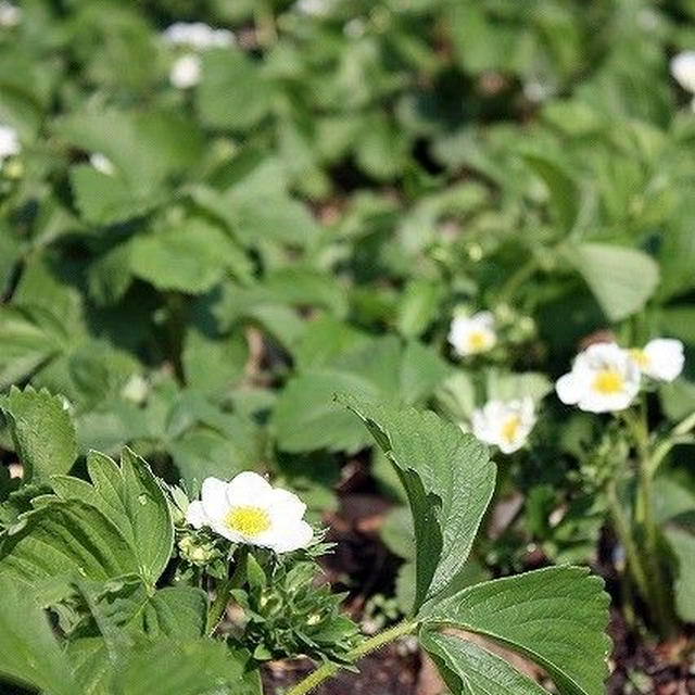【菜園】 本日の様子 