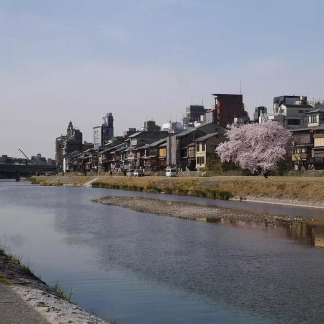 鴨川と花の回廊