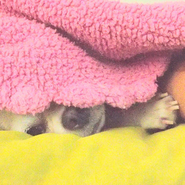 凹みきなこ。