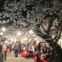 京都・円山公園の桜に今年も感動！
