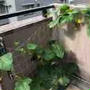 きゅうりの水耕栽培
