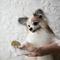 ドッグフードと手作り犬ごはん、どっちがいいの？選び方はどうする？