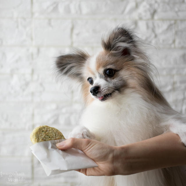ドッグフードと手作り犬ごはん、どっちがいいの？選び方はどうする？
