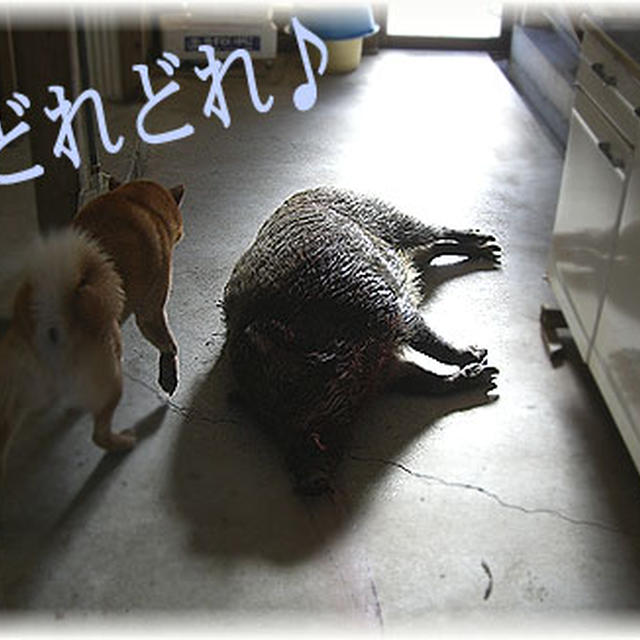 熊犬、徳さんなので。