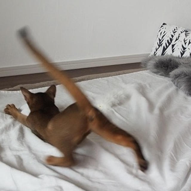 宴の準備にトキメくりす子【動画】と、宴のあとに爆睡するだんなさまととのひめ