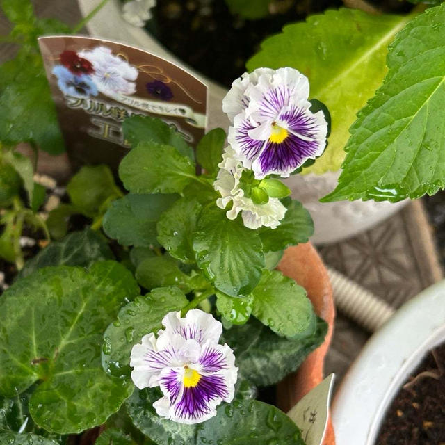ベランダの花