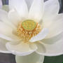 蓮の花。