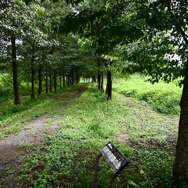 福島潟　自然学習の池へ向かう途中の草花