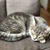 猫に癒されてます