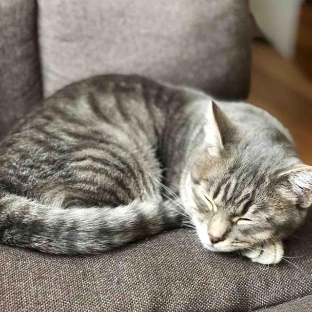 猫に癒されてます