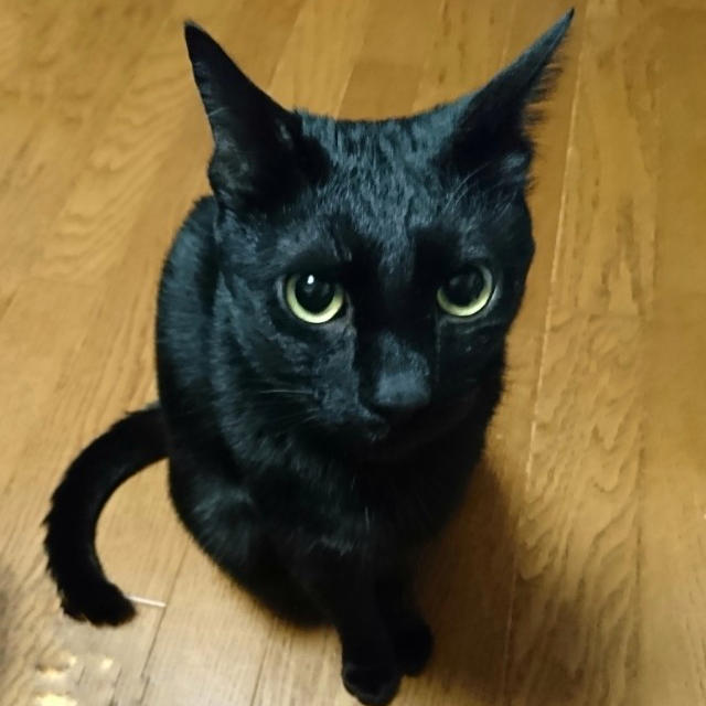 【小梅・さくら通信】親ばかならぬ猫ばかの悩み...
